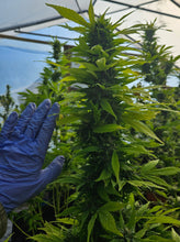 Load image into Gallery viewer, CBG/CBD TINCTURE PEPPERMINT